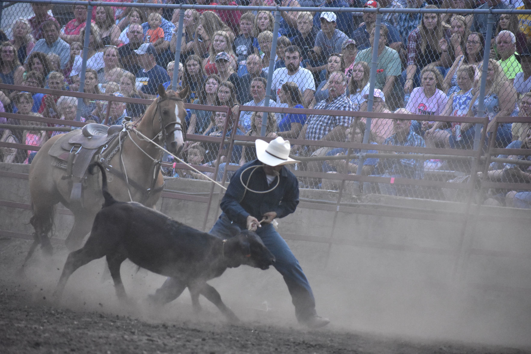 Ryan Holly pulls calf by a rope